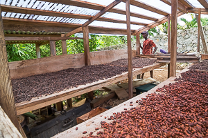 Coco Beans Drying, near Woodford Hill, Dominica